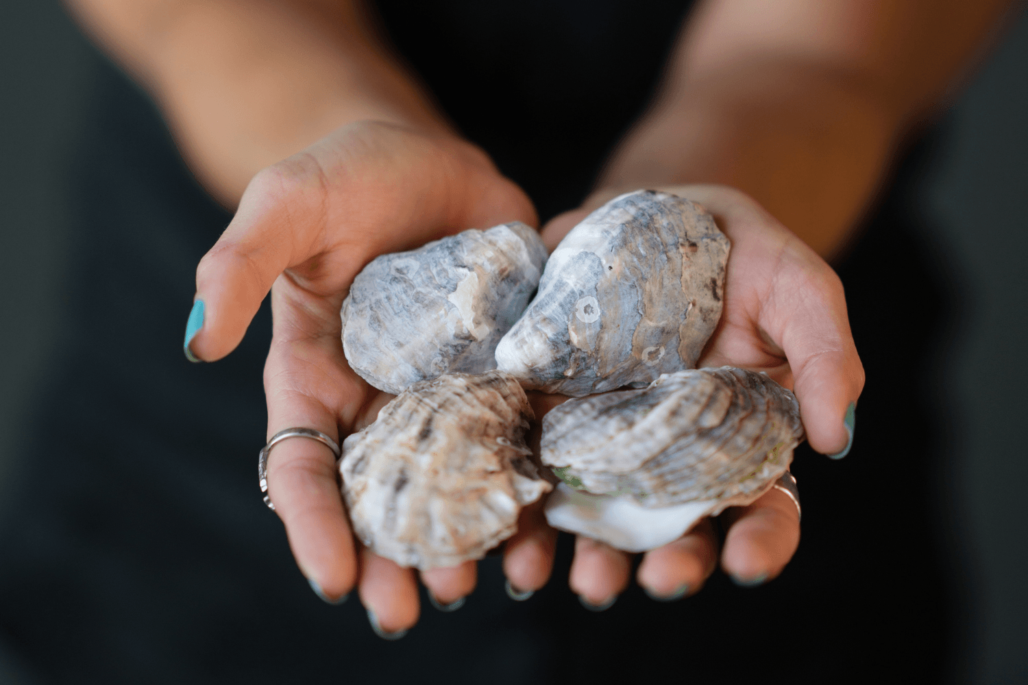 Oysterss